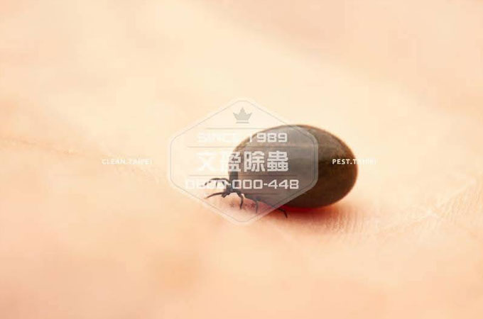 壁蝨防治